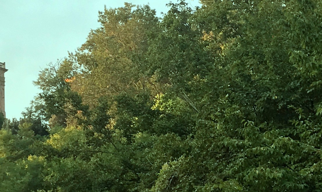 A Couple of Walks and the Trouble with&nbsp;TIM